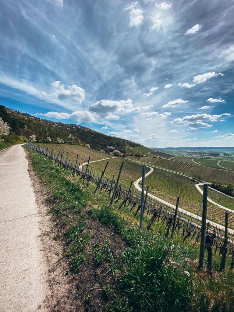 Flurweg-Julius-Echter-Berg-Blick-Weinberge-Iphofen-1.jpg