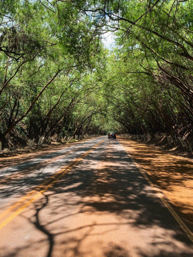 'Tunnel der Bäume' Alto Parana 4