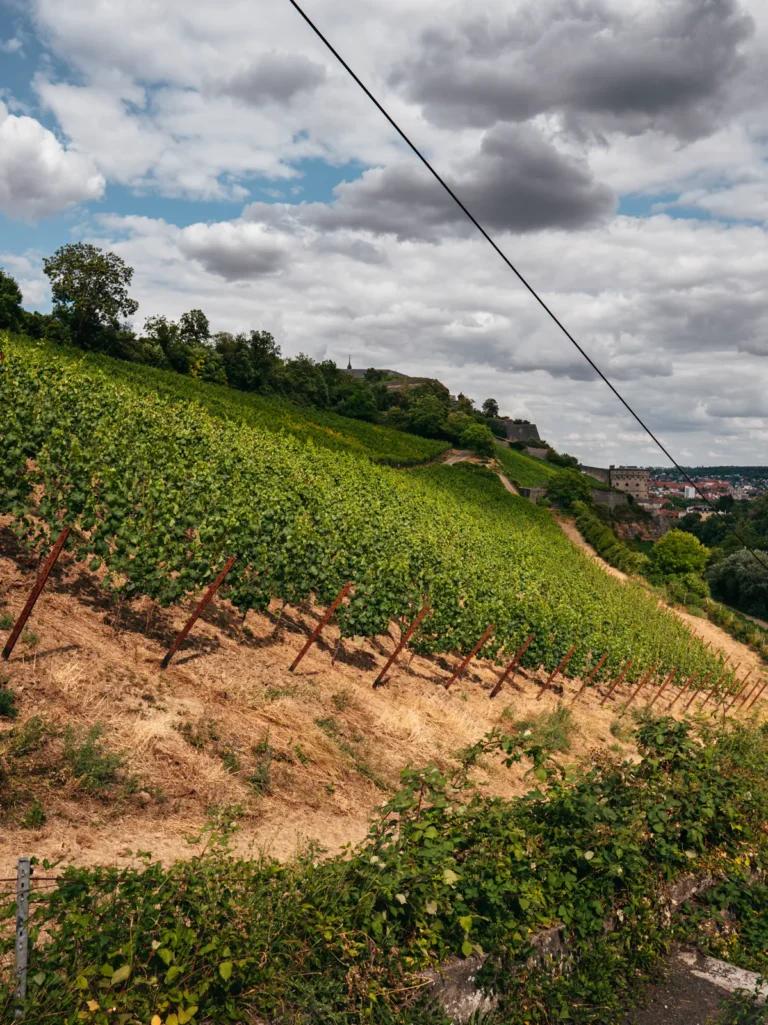 Judenpfad - Blick: Weinberge Schloßberg Würzburg. Der Fotogoals Fotospot in Würzburg